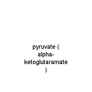 pyruvate ( alpha-ketoglutaramate )